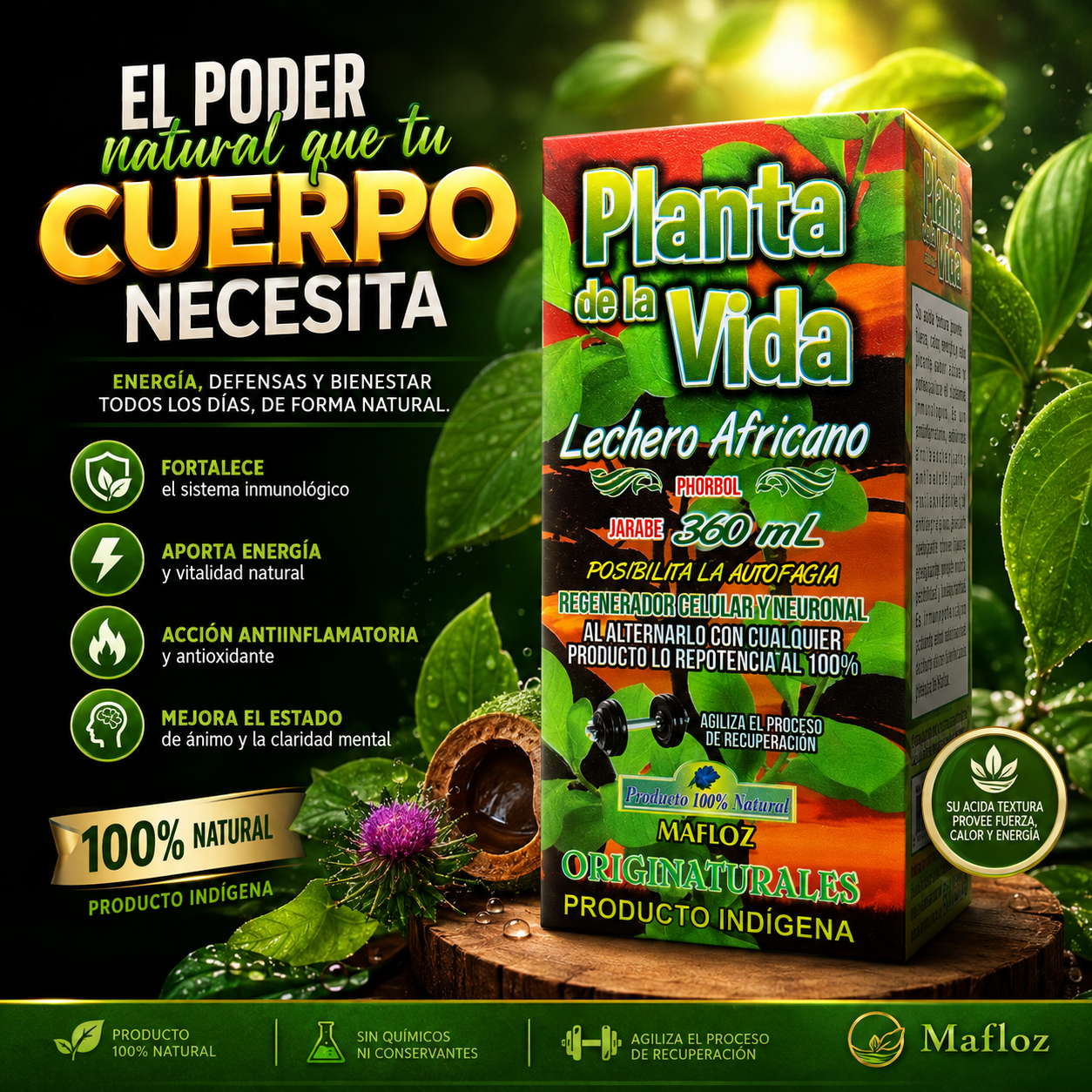 Planta de la Vida Lechero Africano Mafloz